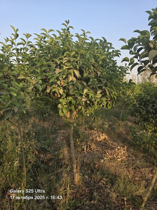 Чинор дарахт сотилади тошкент назарбекда