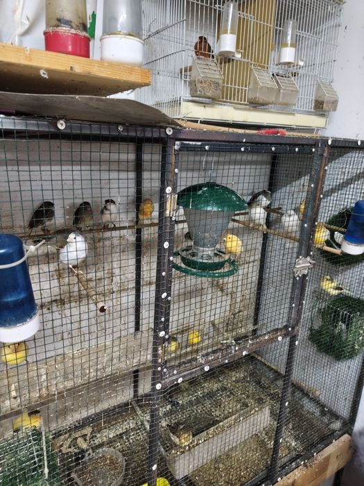 Canari și peruși de vânzare
