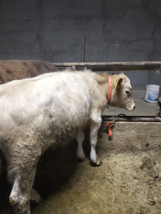 Еркек тайынша сатылады