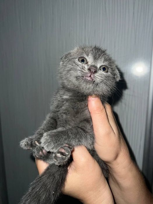 Продам чистокровных фолдов от правильной вязки