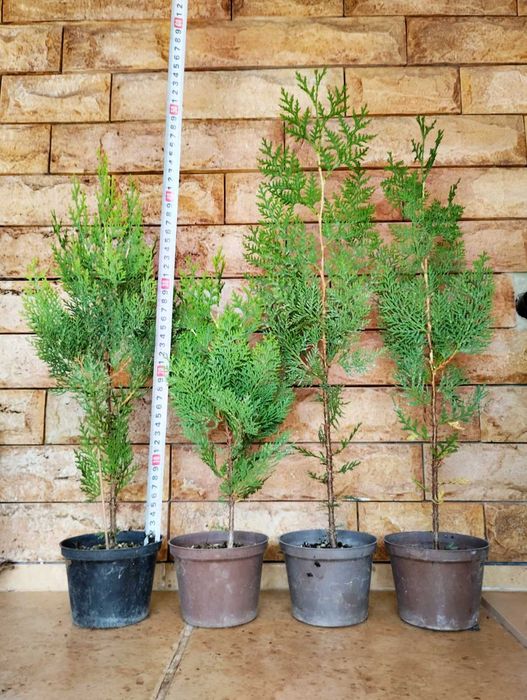 Туя Източна Златиста /ПРОМОЦИЯ!!