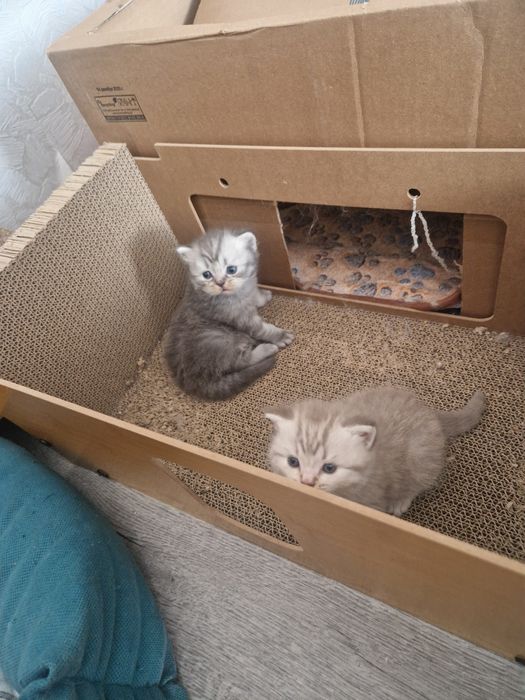 Продажа шотландские котята