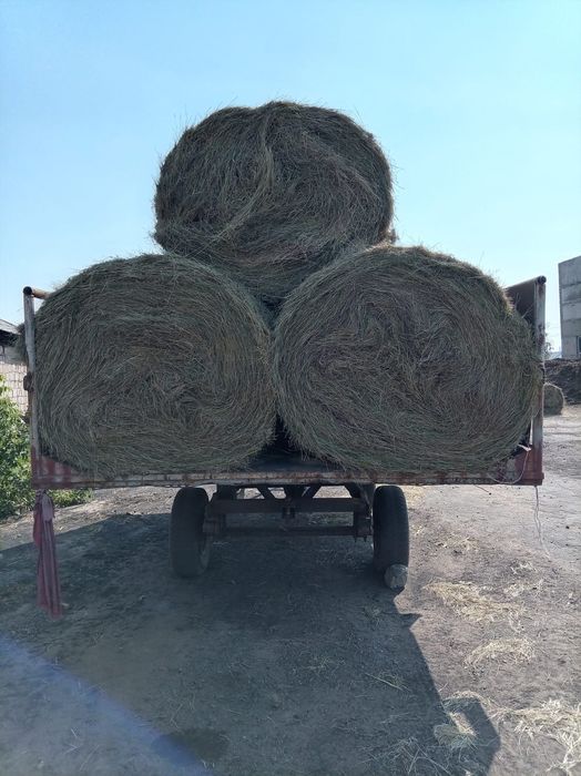 Продам Житняк Зелёный