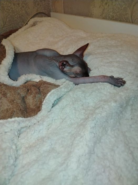 Котята  кошки и коты