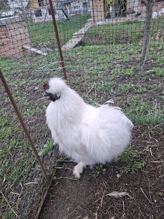 Cocoș mătase japoneză