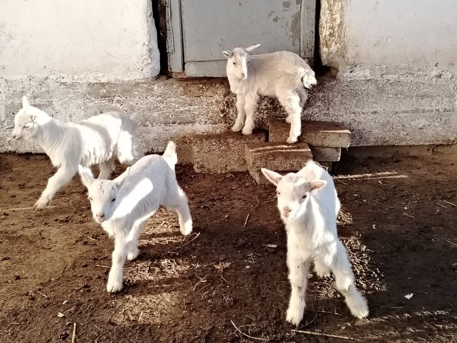 Лақтар  сатылады