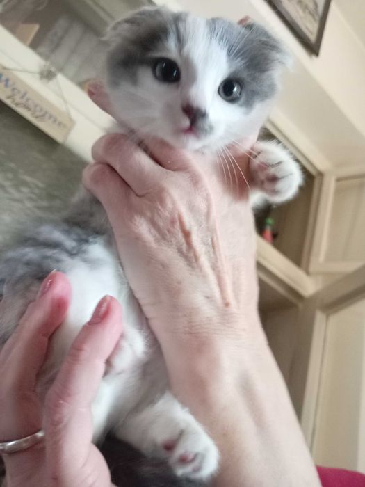 Кошечка вислоухая