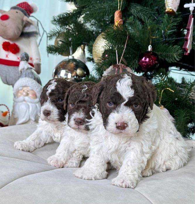 Щенки Лаготто Романьоло