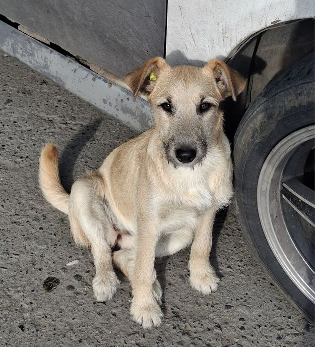 Ищем дом для молоденькой девочки
