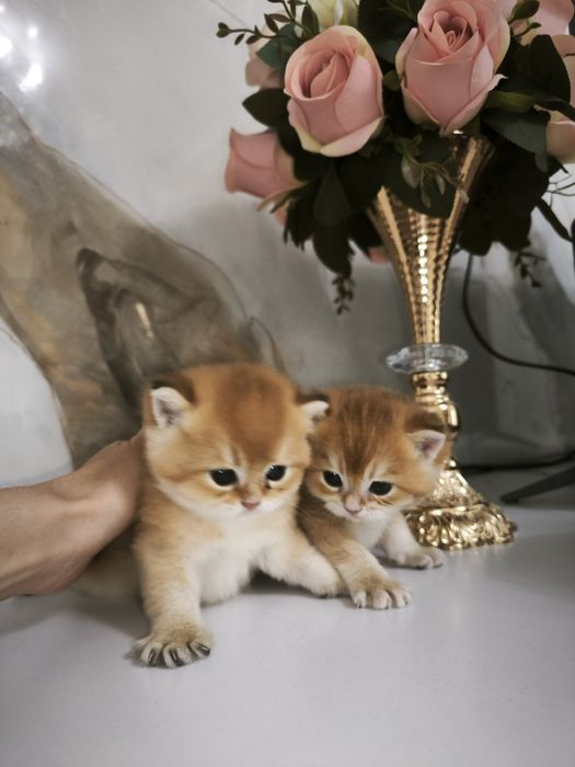 Mushuk bolalari sotiladi britanski zolotaya shinshila ny12