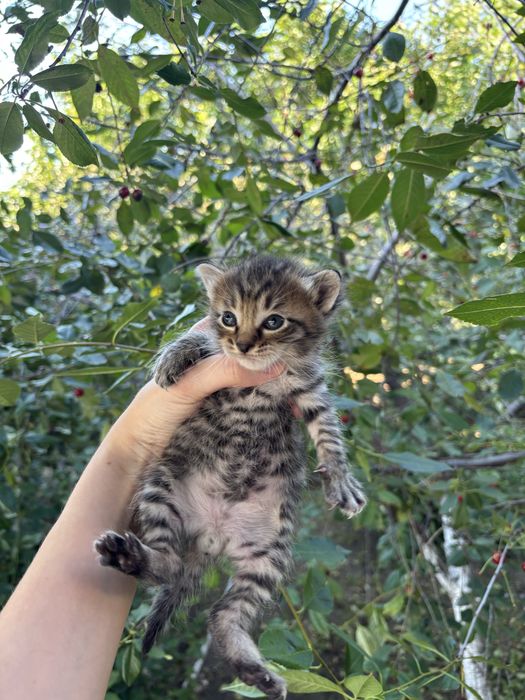 Отдам котят в добрые руки