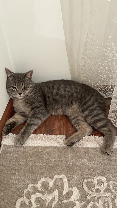 Отдам в добрые руки кота