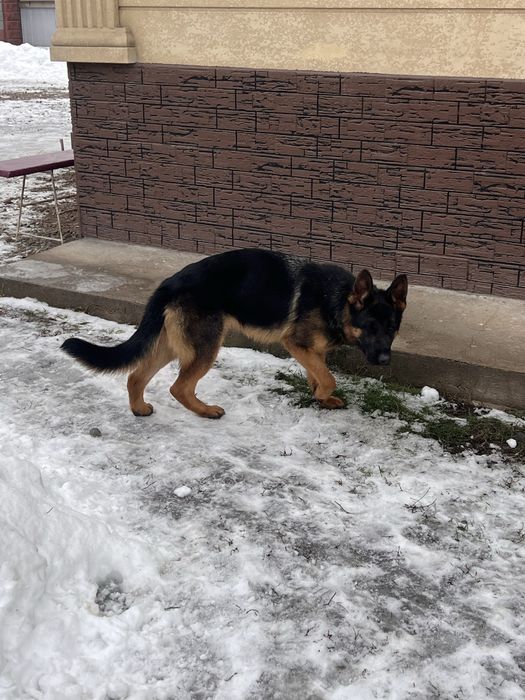 Немецкая овчарка!