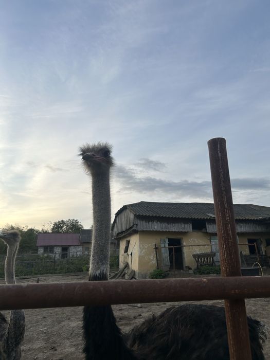 Familie de struti