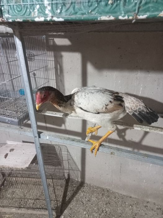 Zati toza narsa yoshiga toldi xozr tuxumda