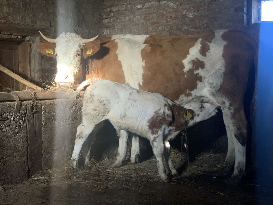 Vand juninca cu vitel