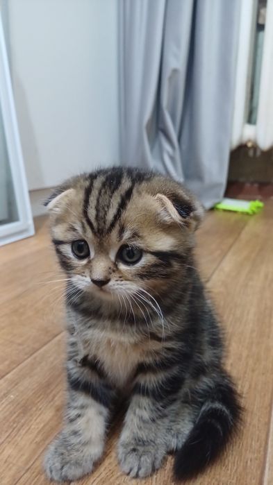 Продам котёнка вислоухого