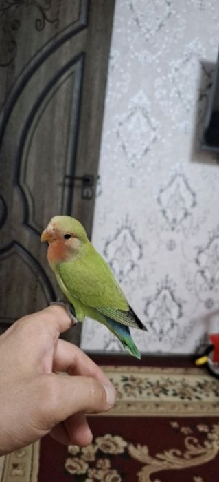 Papugay nerazluchnik ruchnoy qafasi bilan