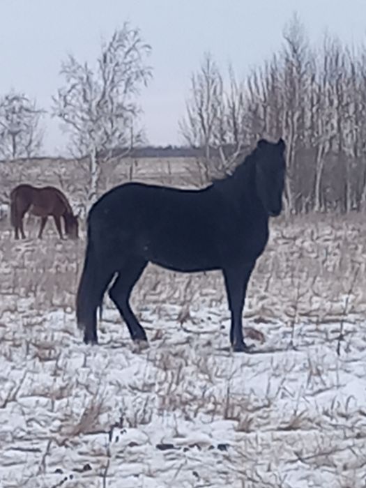 Семіз тай сатылады