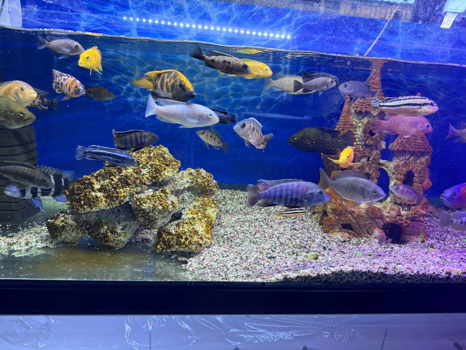 Продам рыб аквариумных