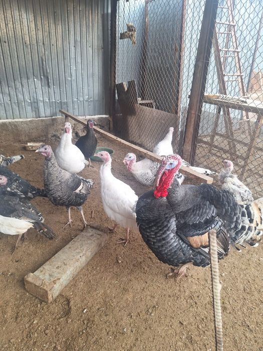 Мекен 10мын  Кораз 20