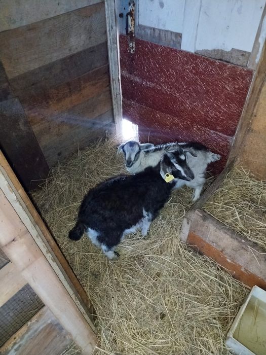 Продам козликов, козлят