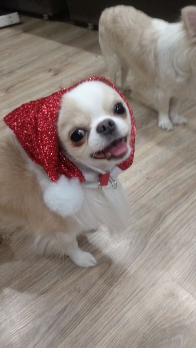 Чихуахуа ищет невесту