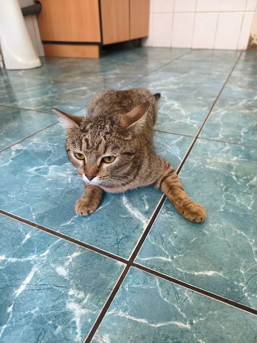 Отдам в добрые руки кошечку-подростка