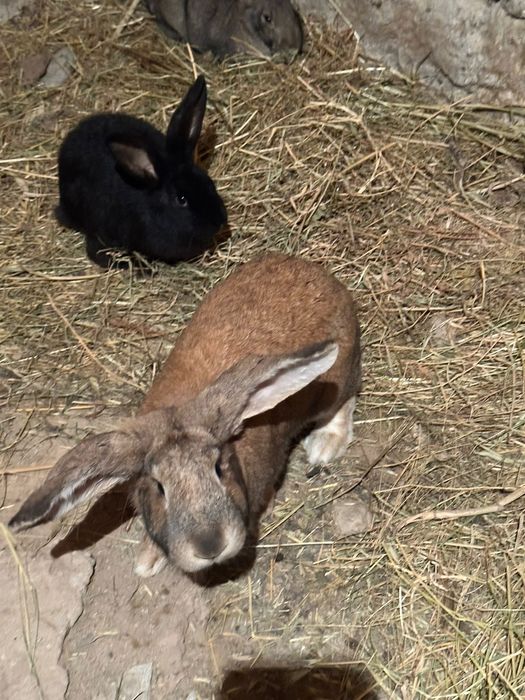 Кояндар сатылады