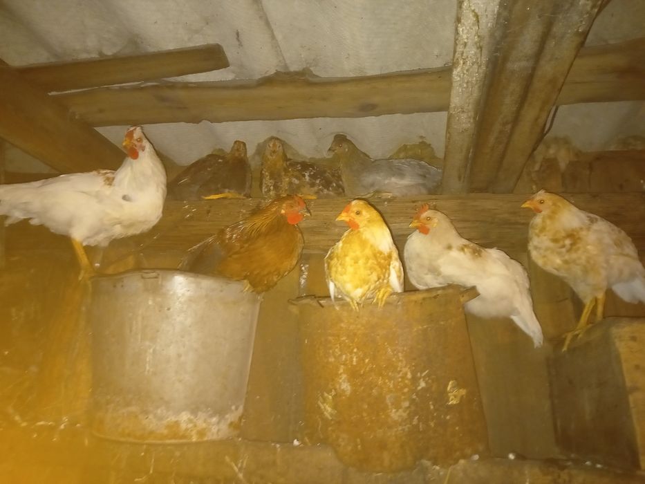 Продаю молодых домашних петухов.