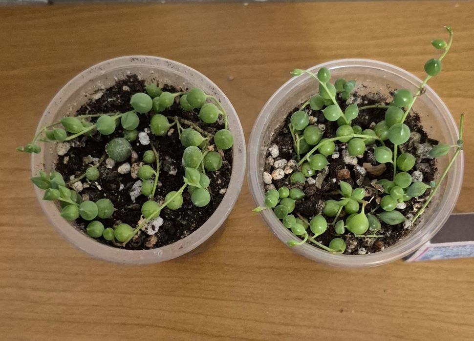 Крестовник Роули