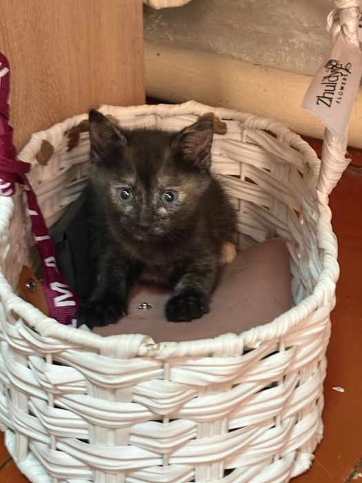 Котенки милые даром,девочки