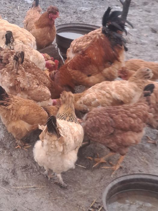 Vand gaini de casa 80 lei