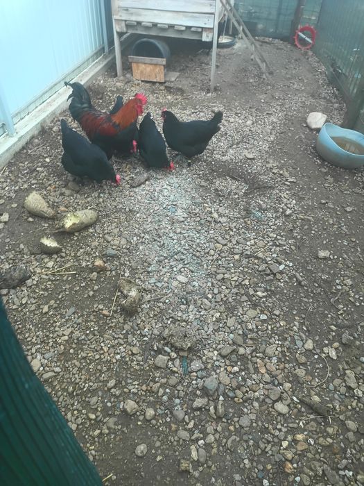 Vând sau schimb găini