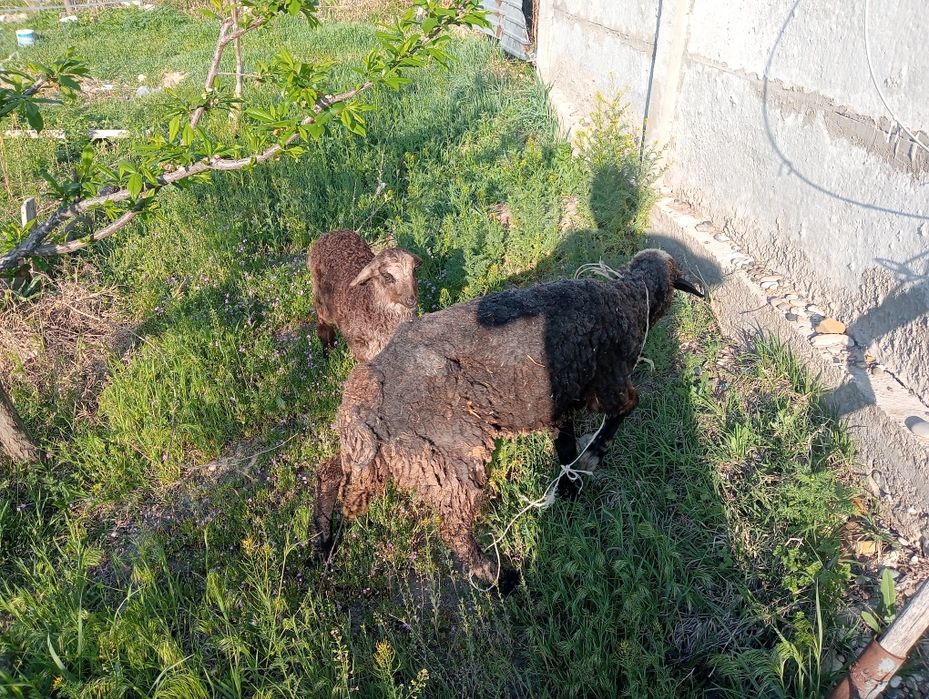 Кой козлы, овца.