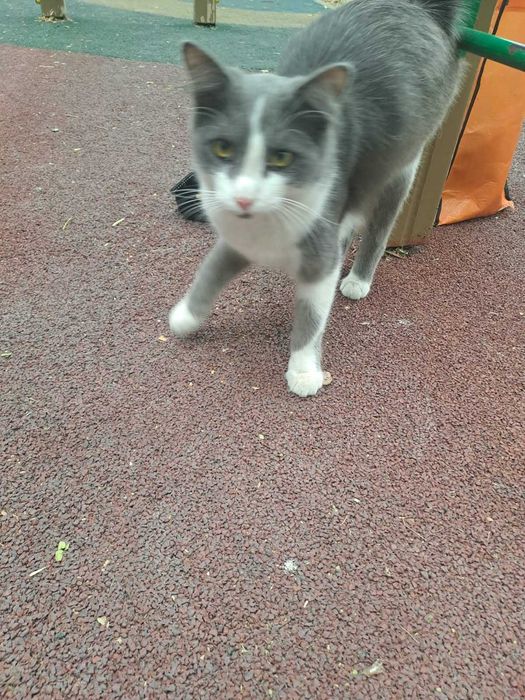 Красивые кошки и коты в добрые руки!!!