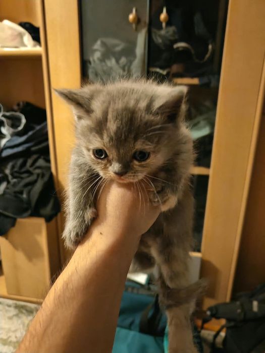 Продаю котят (месяц)
