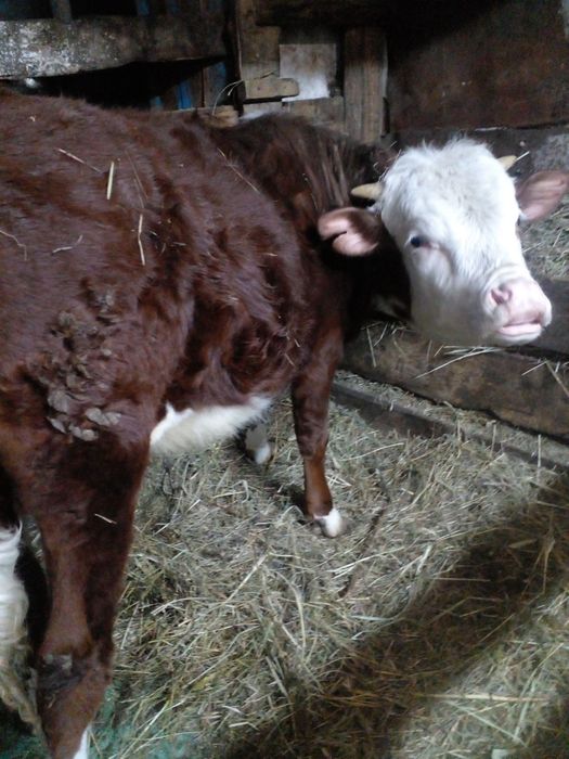 Продам годовалого бычка