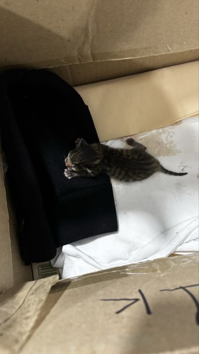 Отдадим бесплатно