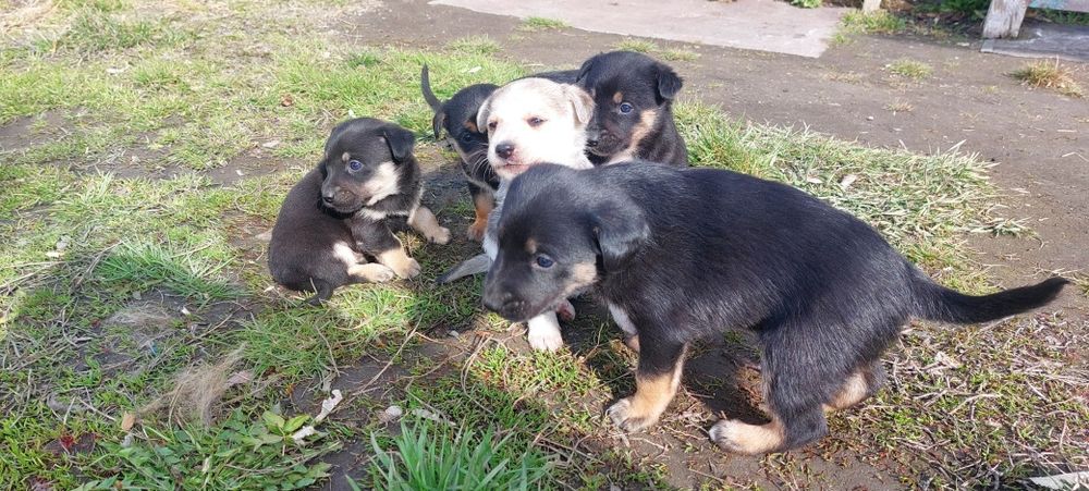 Отдам щенков дворняги !!