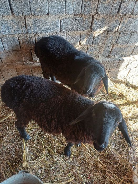 Кора кочкорлар сотилади