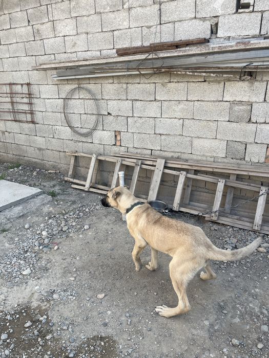 Азият алабай сучка