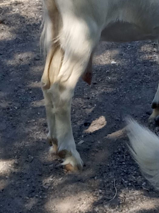 Сауын ешки .лактарымен