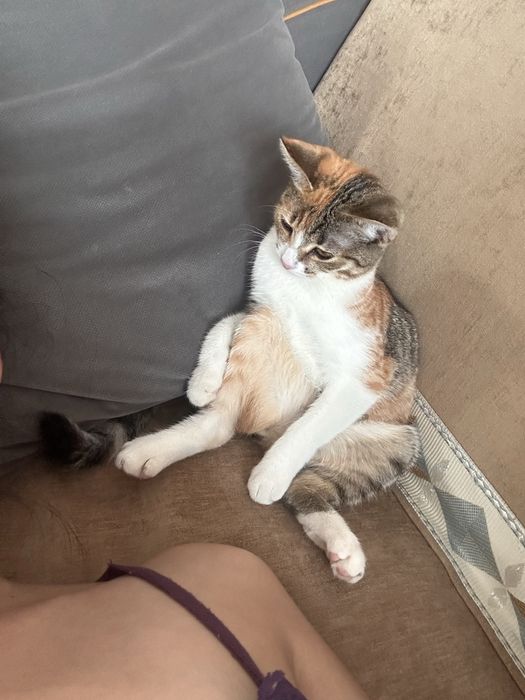 Отдам срочно котенка