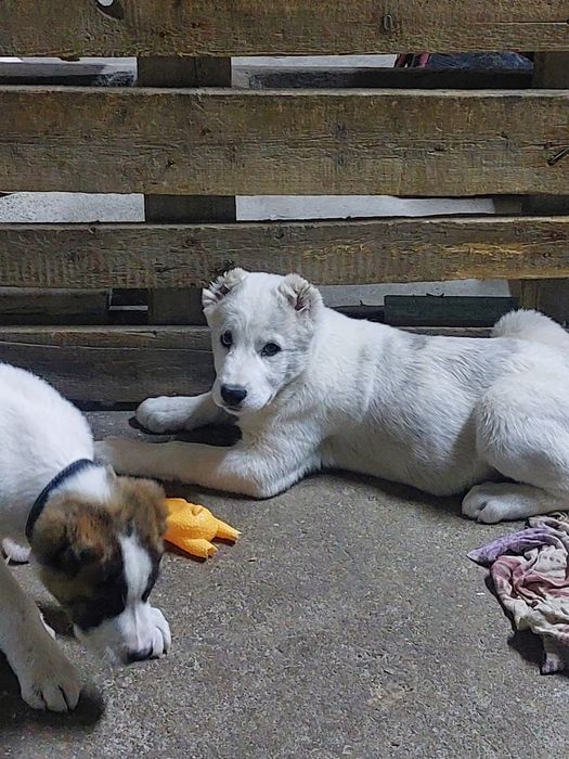 Предлагаются щенки САО