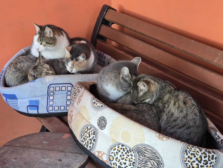 Adoptati un pisoi Craiova