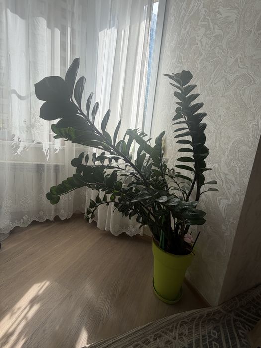 Денежное дерево Замиокулькас