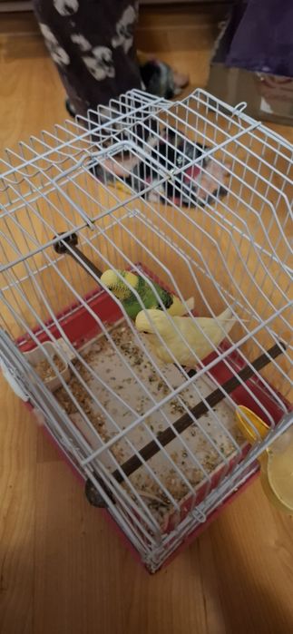 Vand papagali tip peruși