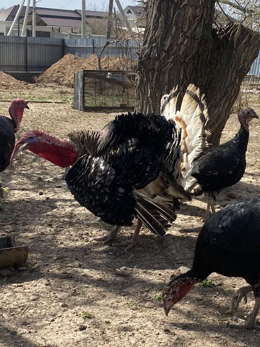 Индюк күрке қораз