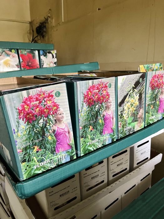 Лилии сортовые, лагибриды